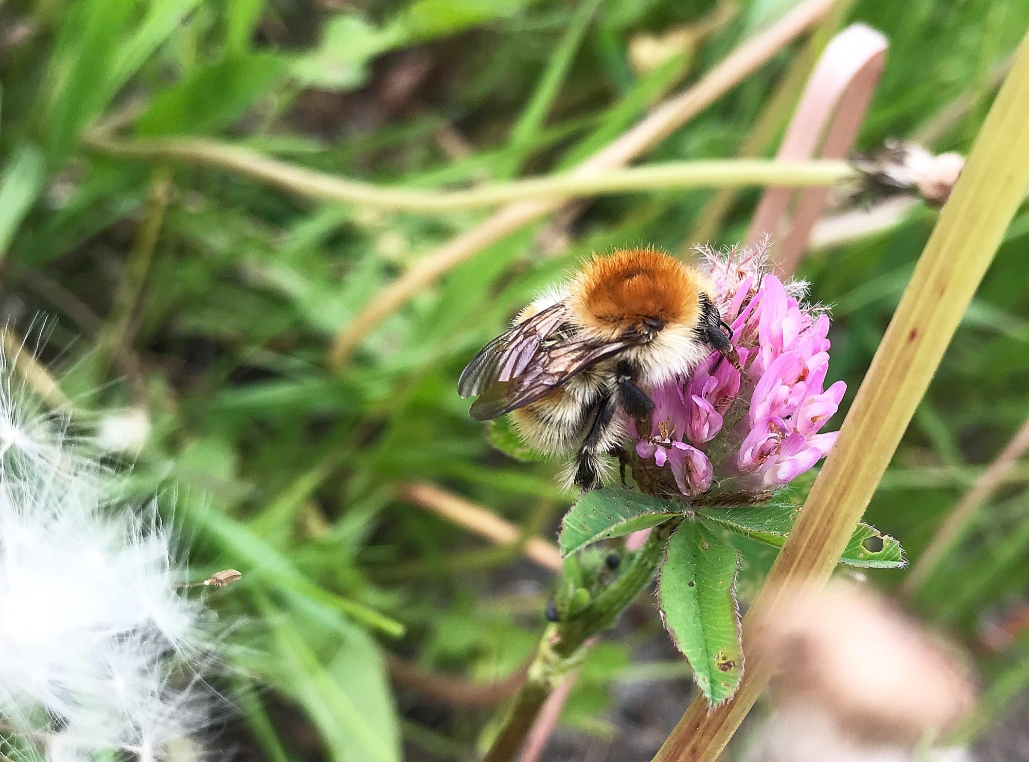 Bondarul Bombus humilis pe o floare de trifoi roșu, specia folosită ca exemplu în studiul de caz B-Cubed din Belgia