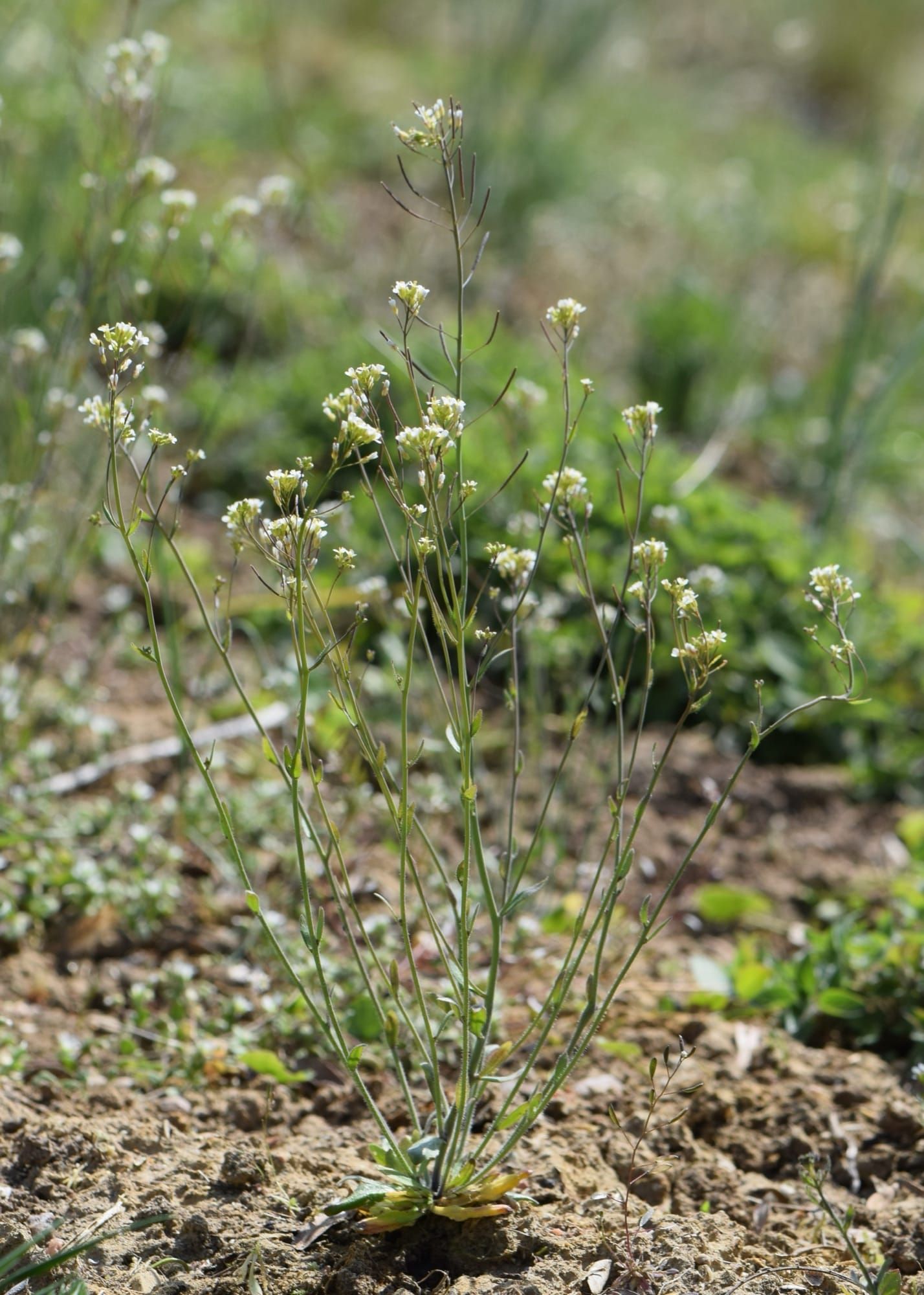 Planta Arabidopsis thaliana, folosită ca organism model în cercetarea botanică
