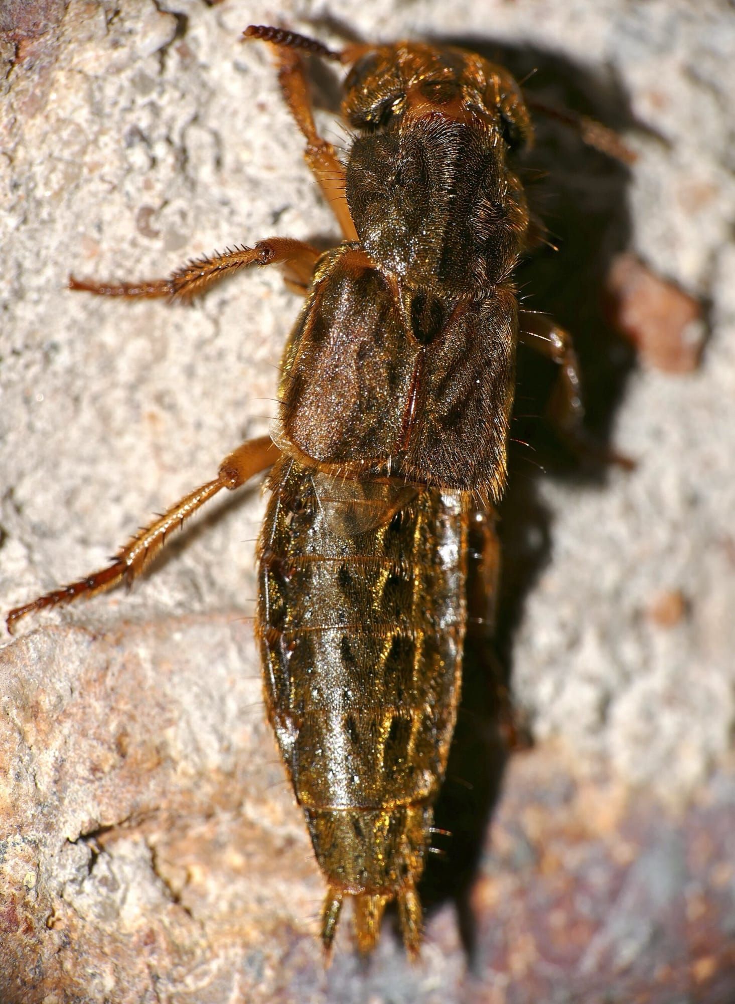 Gândac rove (Staphylinidae) macro, aceeași familie din care fac parte noile specii Luffy