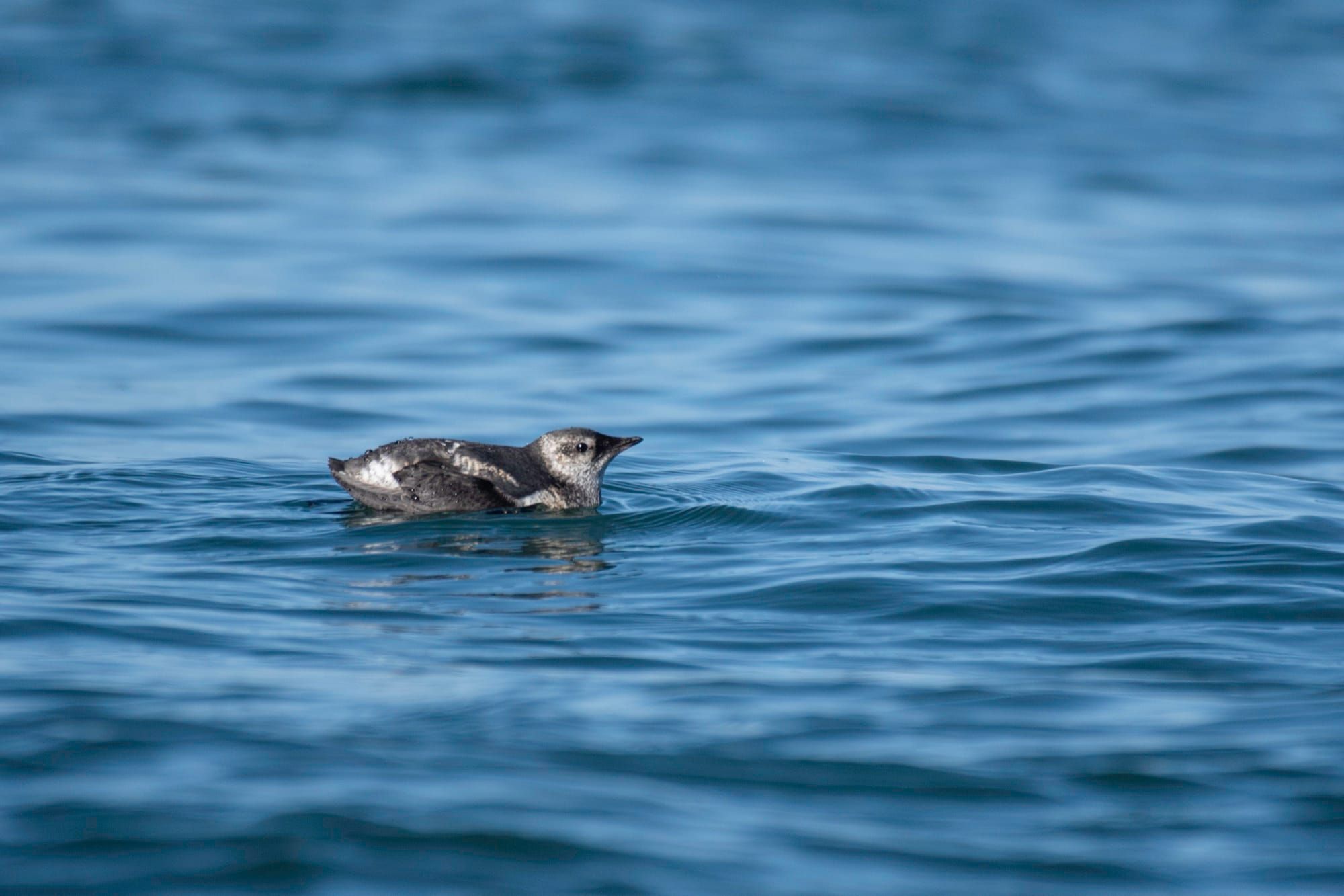 Pasăre marbled murrelet înotând pe suprafața mării