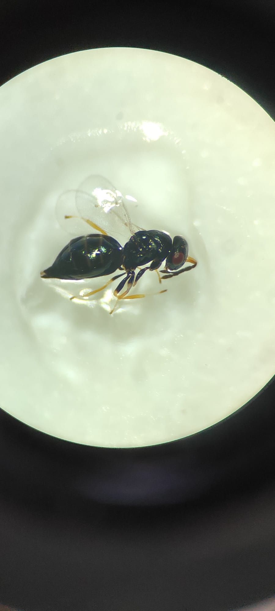 Viespe din familia Pteromalidae, aceeași familie din care fac parte noile specii descoperite în Cipru