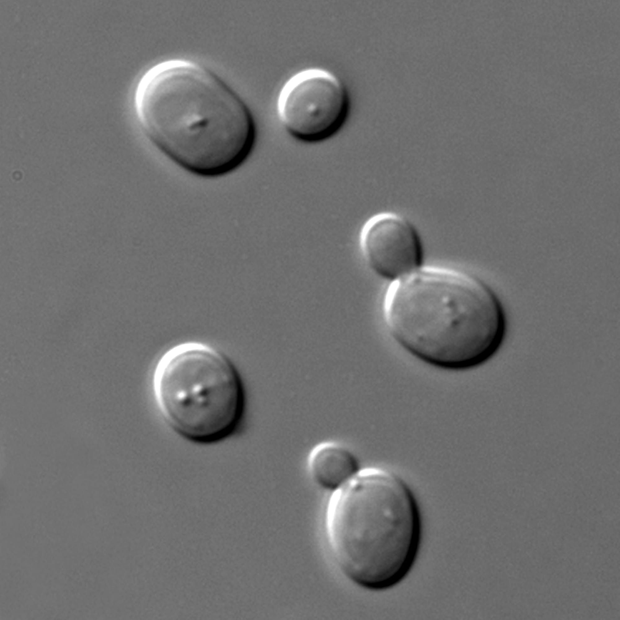 Celule de drojdie Saccharomyces cerevisiae văzute la microscop, cu contrast diferențial de interferență