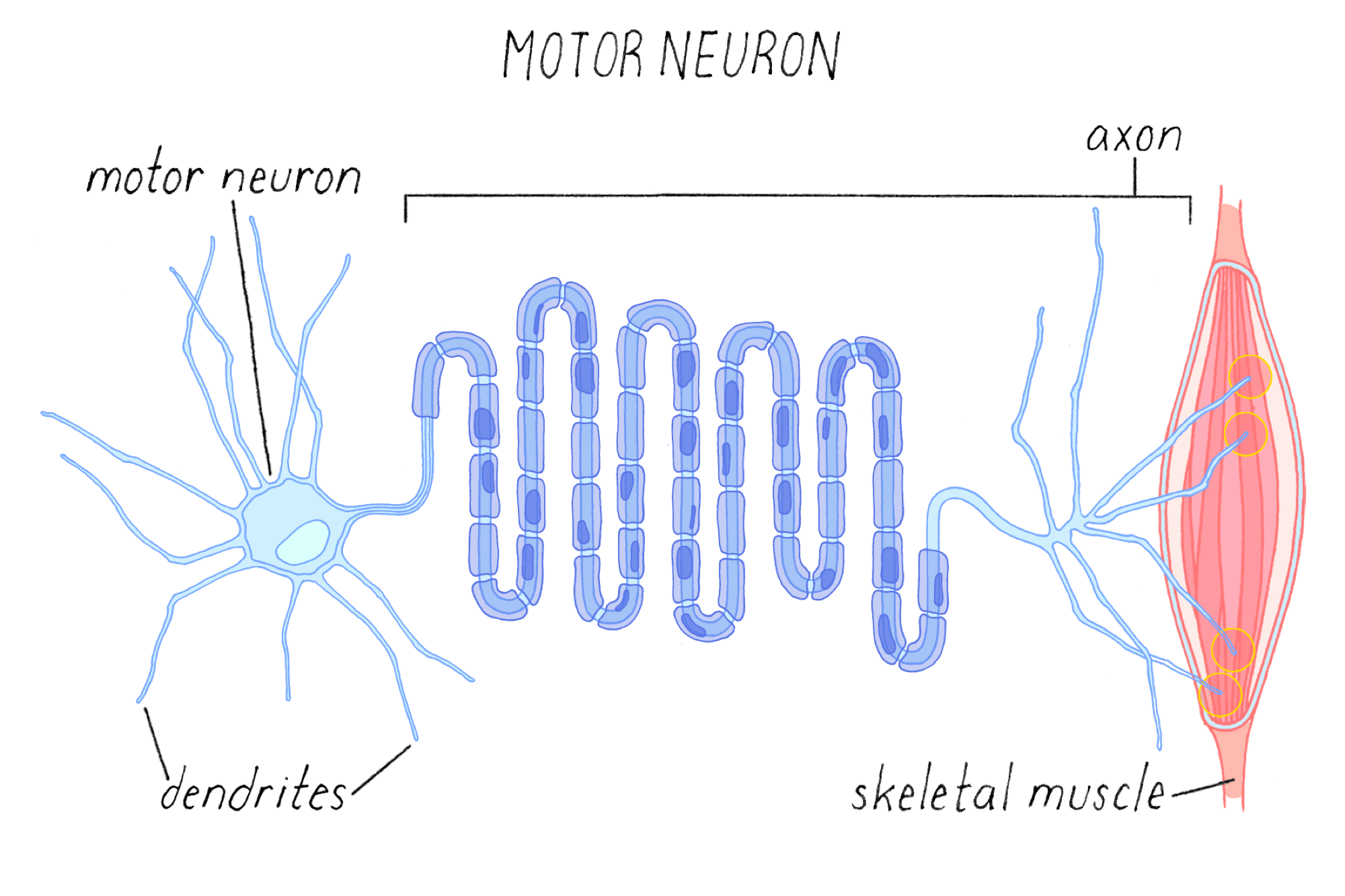 Ilustrație a unui neuron motor, care transmite semnal de la măduva spinării către mușchi