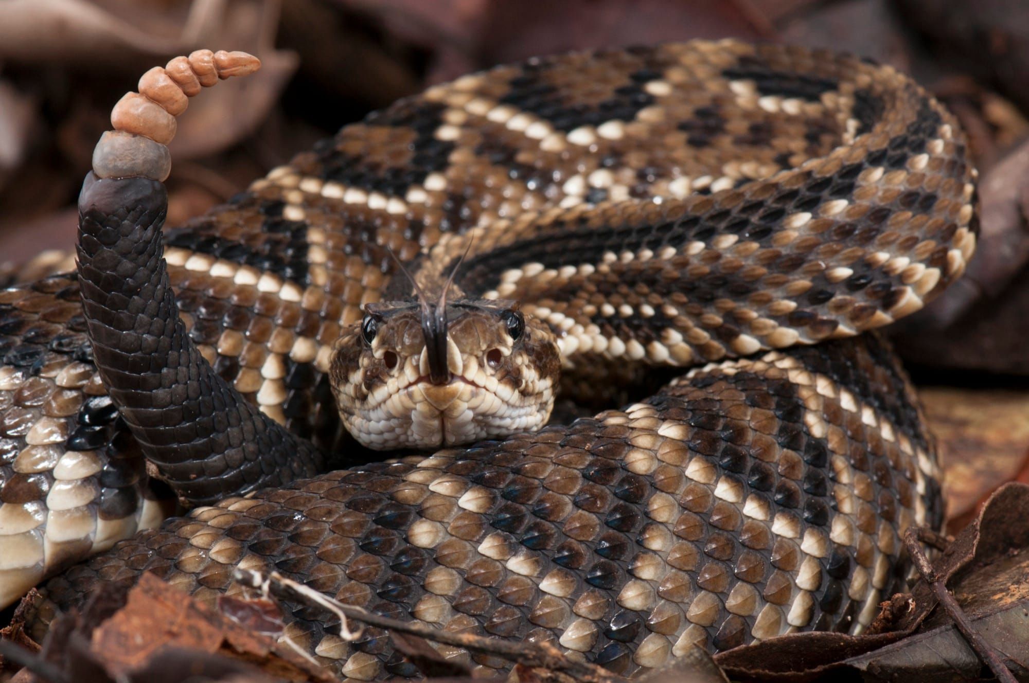 Șarpe cu clopoței (Crotalus durissus) încolăcit, cu coada ridicată