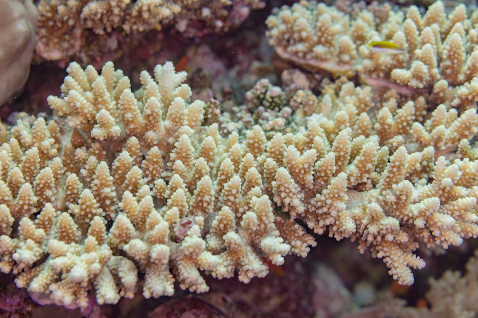 Coral Acropora în Marea Roșie