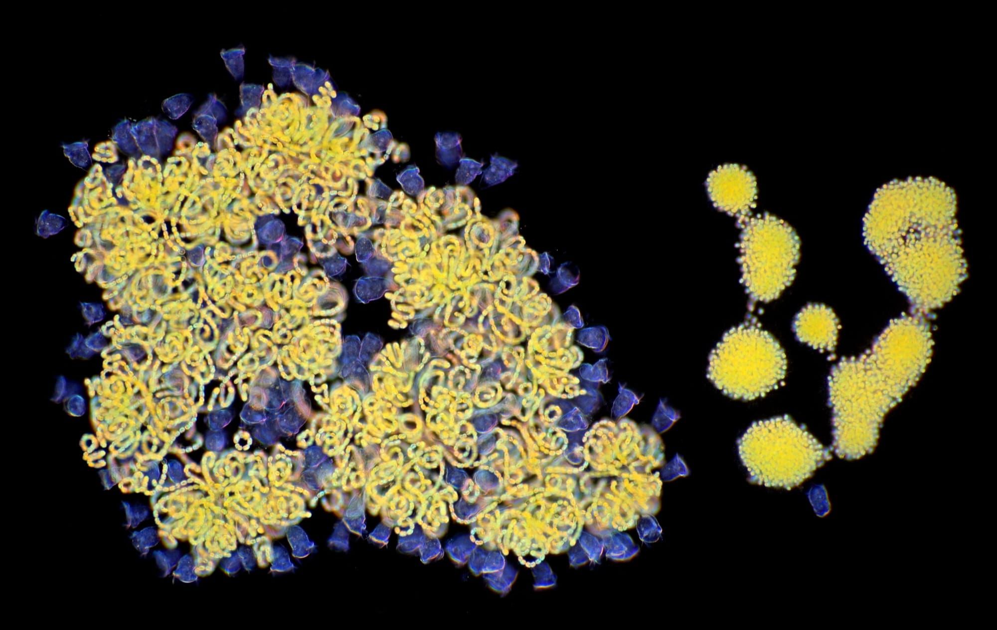 Imagine de microscop cu colonii de cianobacterii fluorescente, organismele identificate ca principalul motor al captării