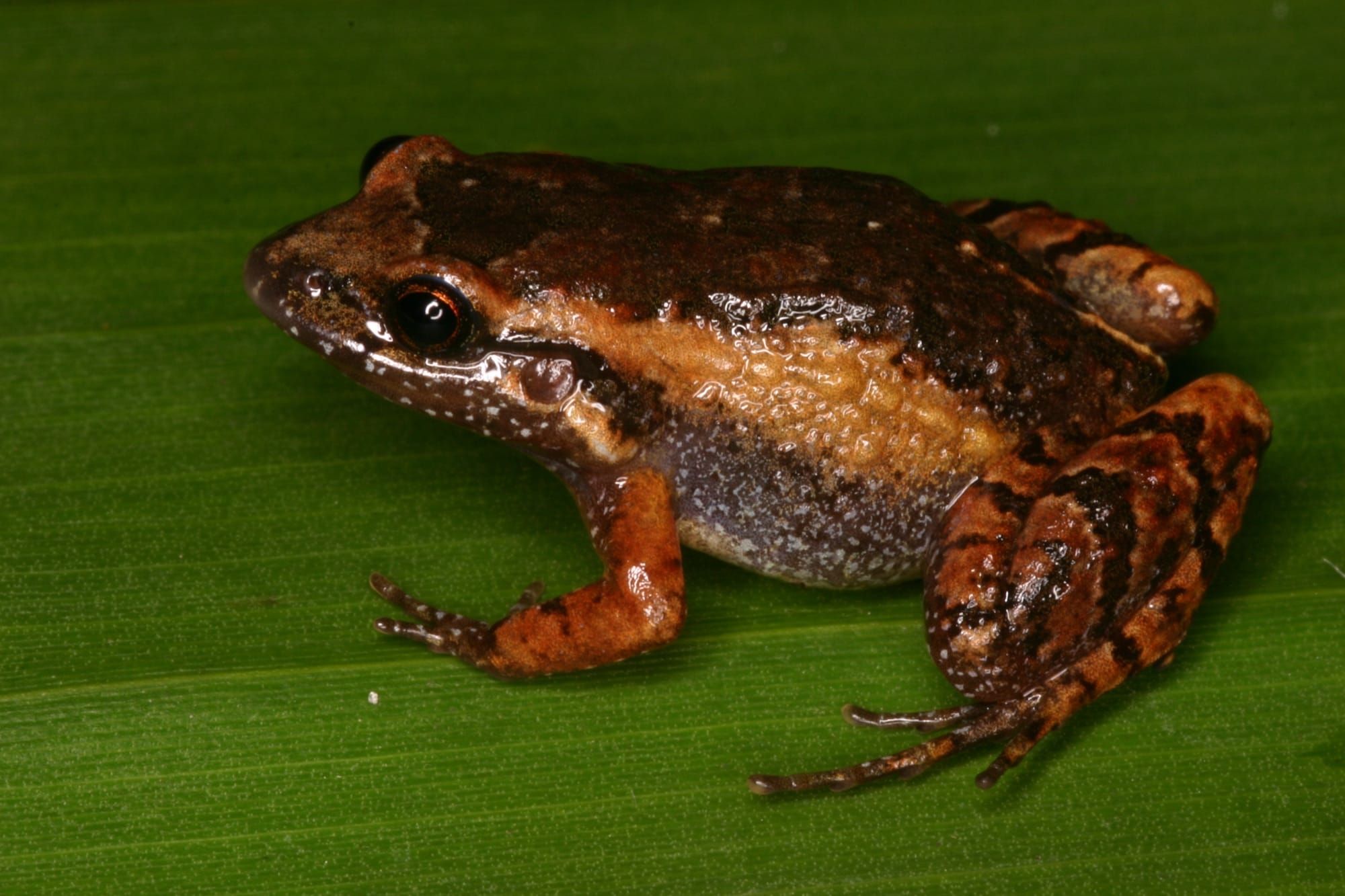 Broască din genul Adenomera, specie înrudită cu cea nou descoperită, fotografiată în habitatul ei natural