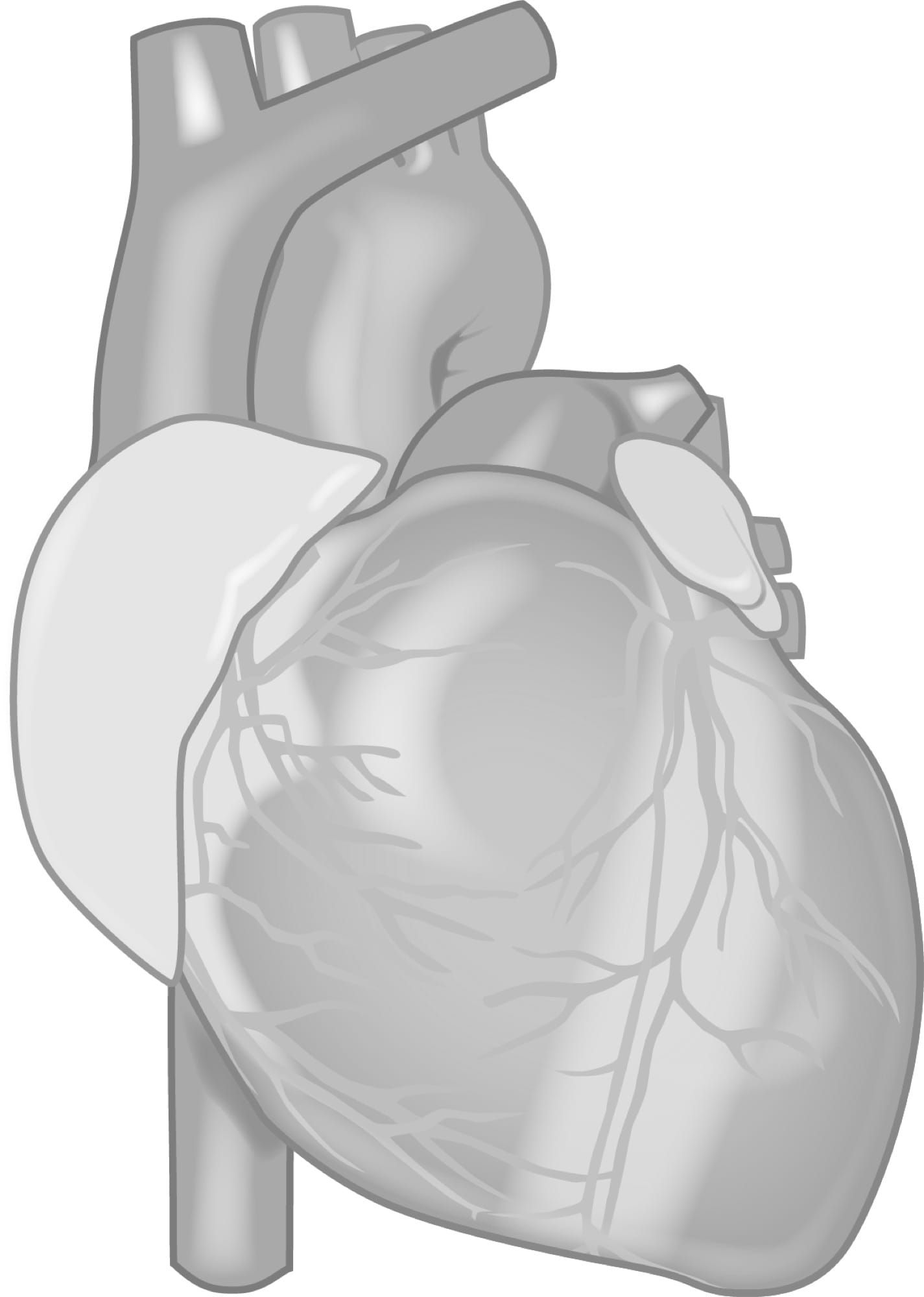 Ilustrație anatomică a inimii umane, cu vasele coronare vizibile pe suprafața mușchiului cardiac