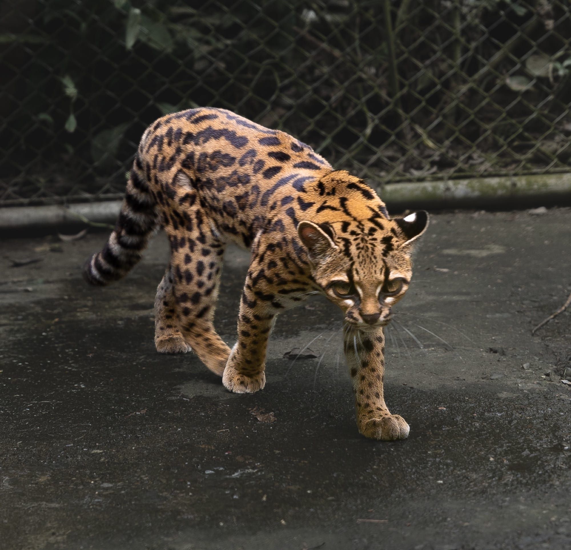 Leopardus tilcayo, noua specie de pisică sălbatică descrisă în Bolivia