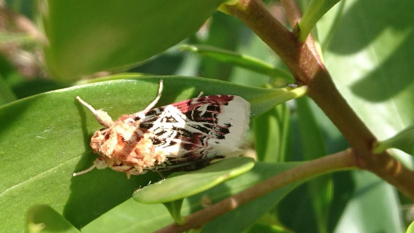 Molia Spodoptera picta, cu aripi albe cu model negru și roșu, pe o frunză verde