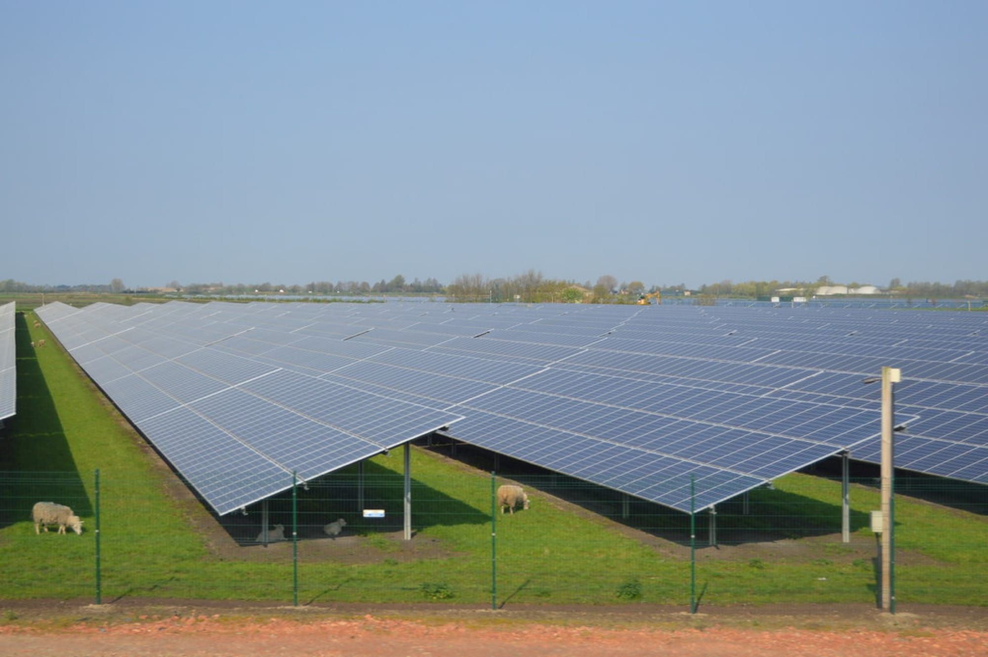 Oi pășunând sub panouri fotovoltaice pe o fermă solară