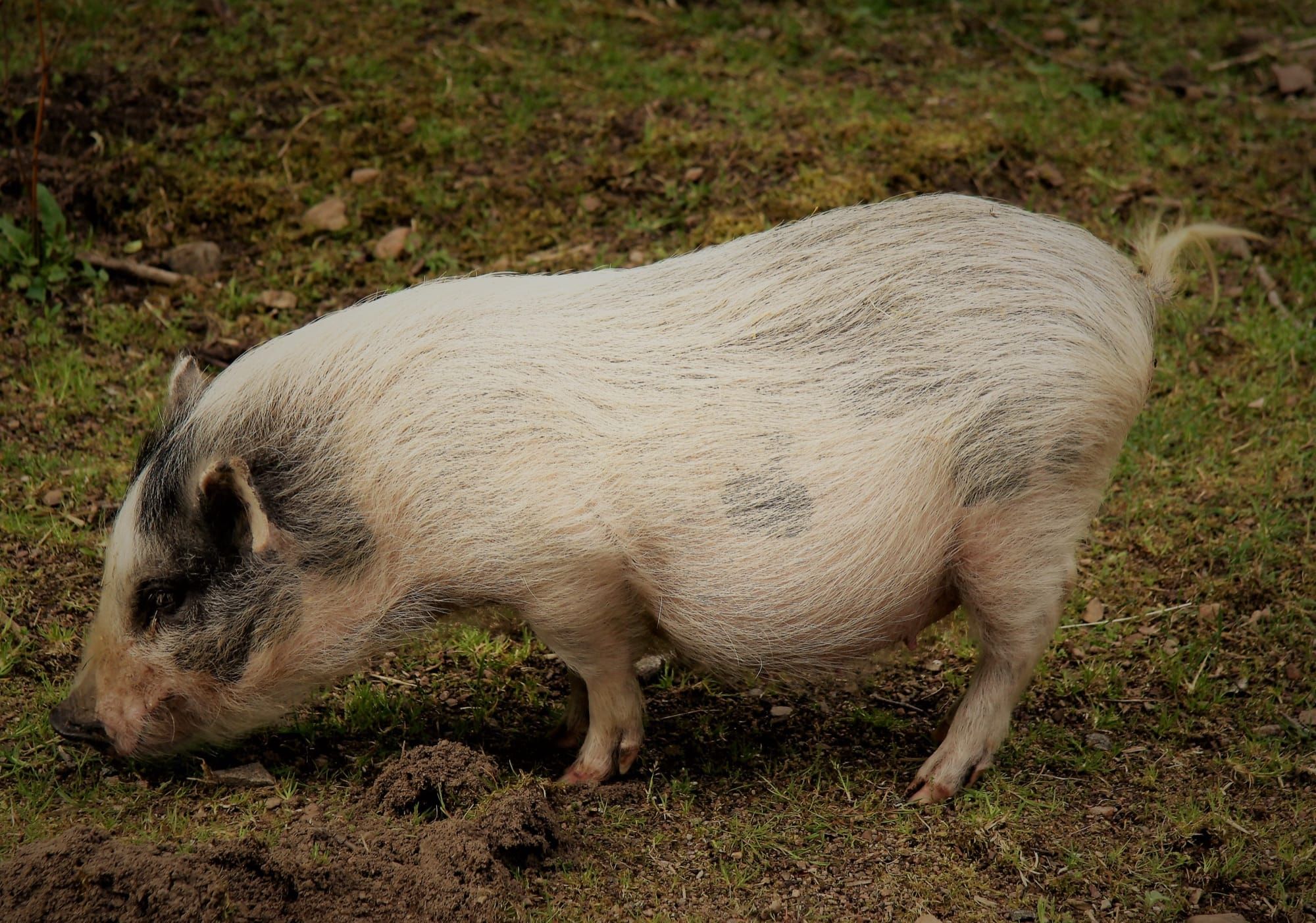 Porc miniatural, specia folosită frecvent în cercetarea de xenotransplant