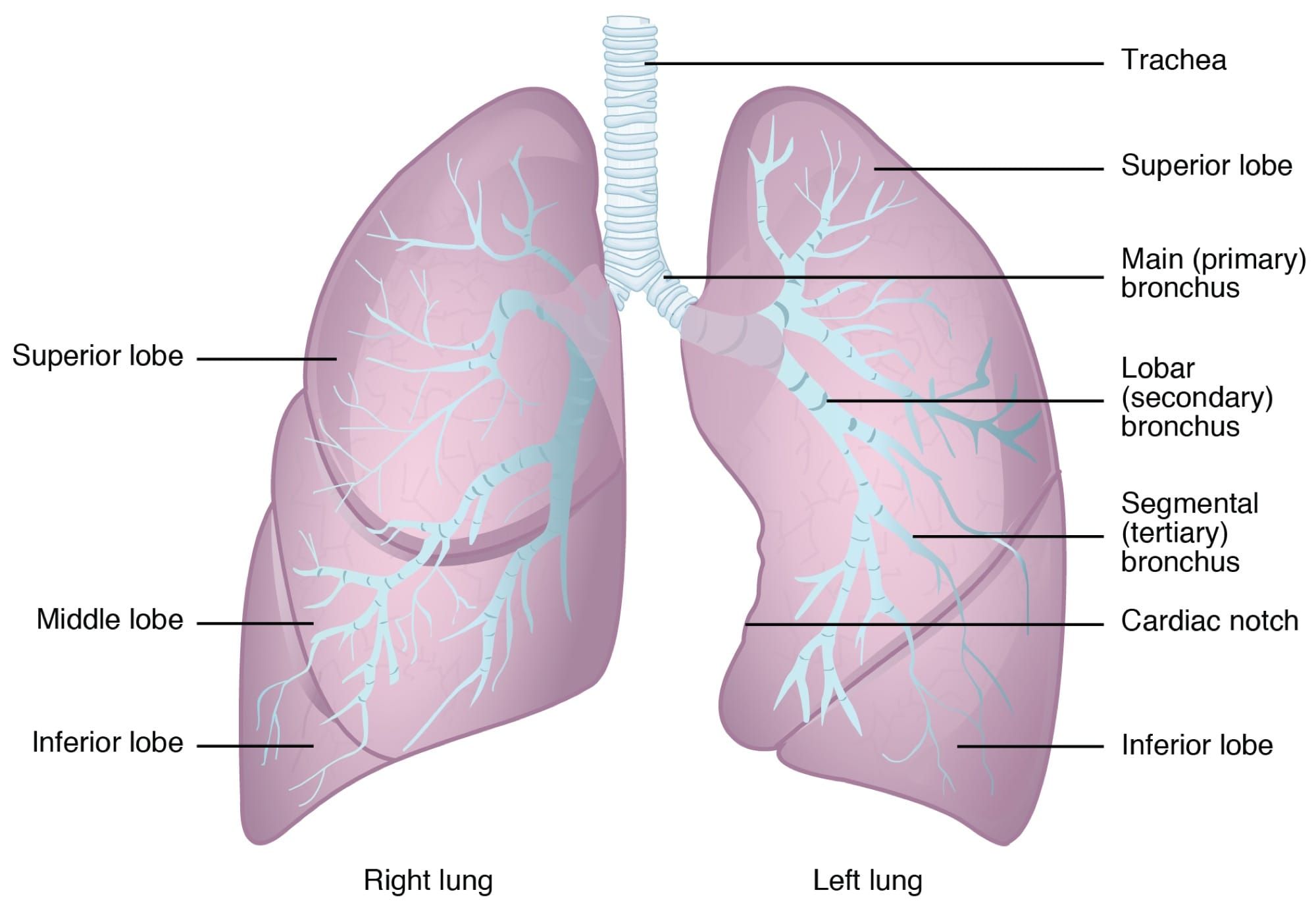 Ilustrație anatomică a plămânilor umani și a căilor respiratorii