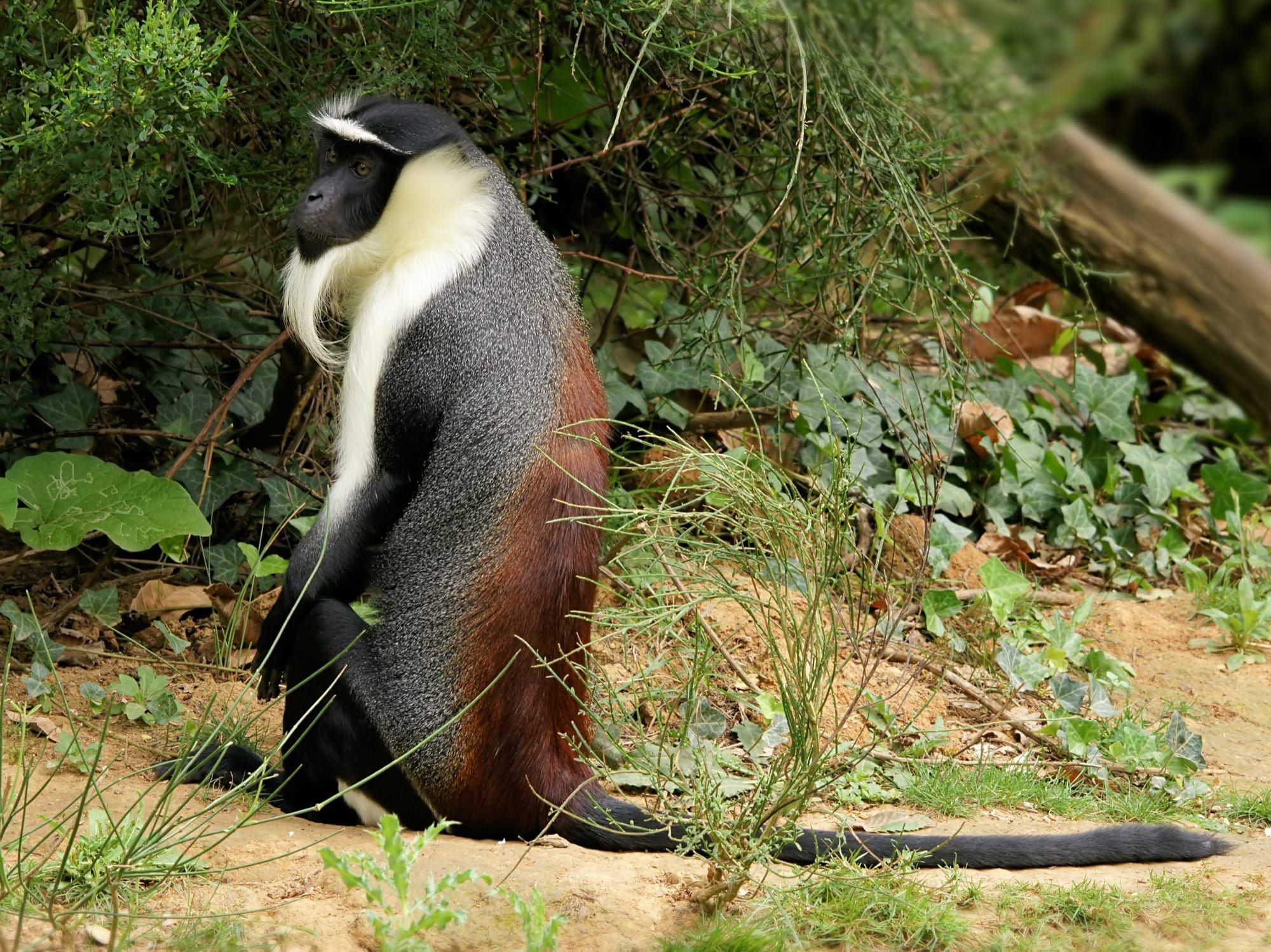 Maimuță roloway (Cercopithecus roloway) văzută din profil, cu blana caracteristică alb-negru-roșcat