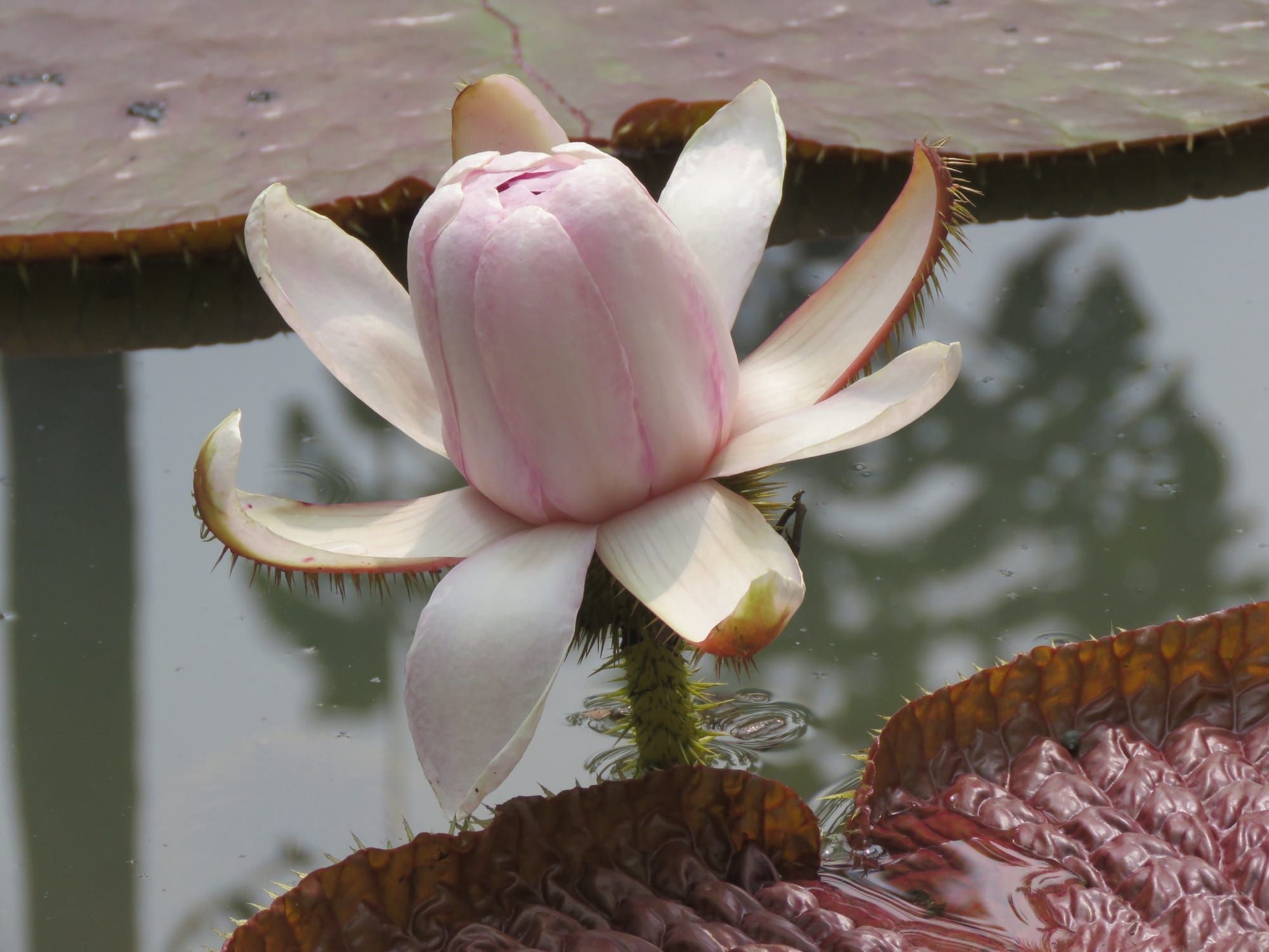 Floare de nufăr gigant Victoria amazonica, specie înrudită cu cea nou descrisă