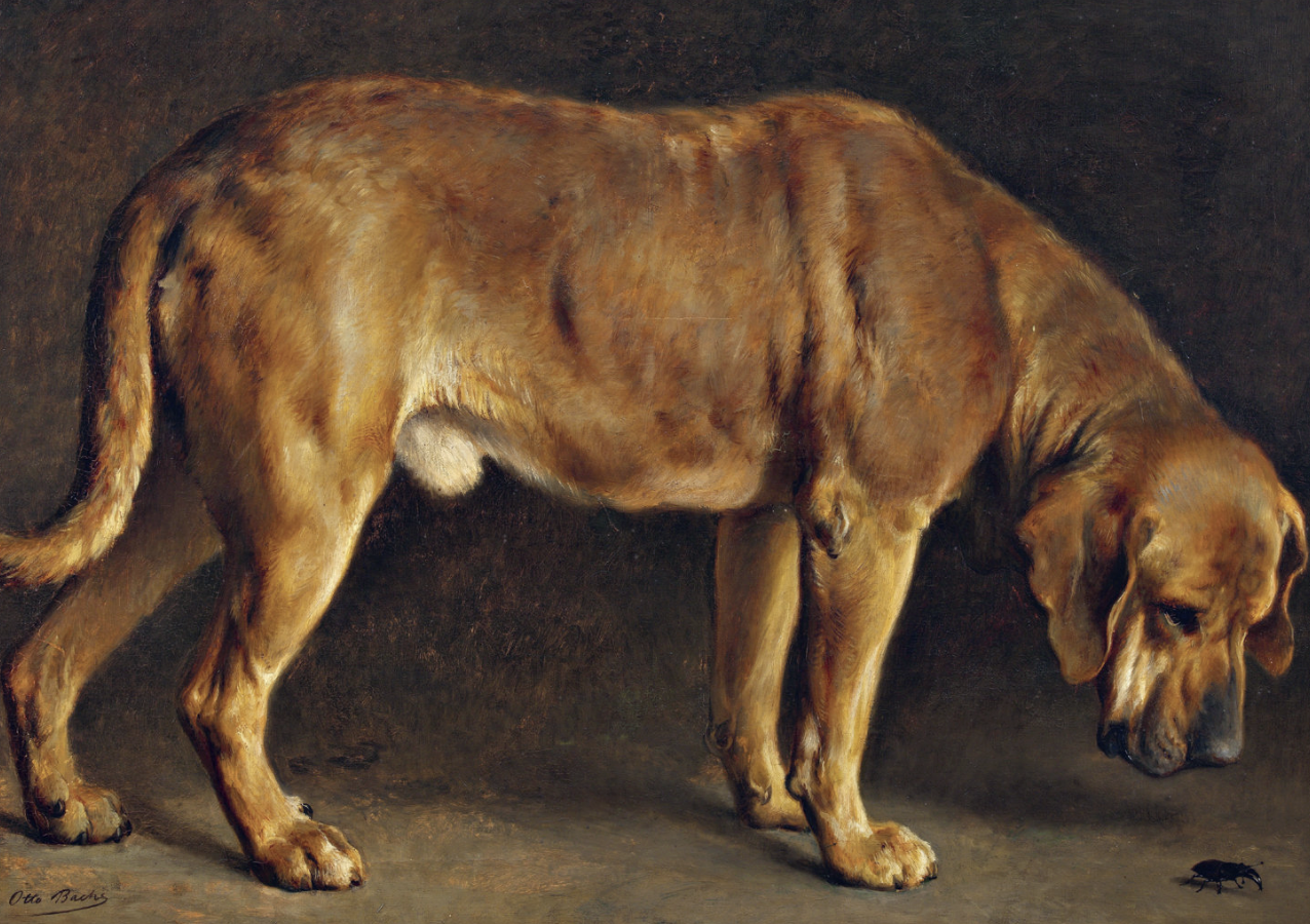 Kommunikér med din kompetente hund