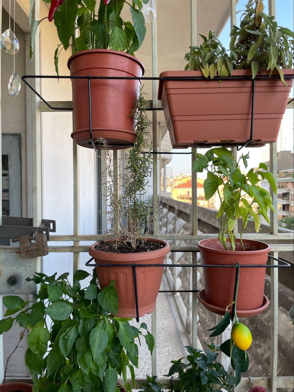 Tuesday obituary: Rosemary