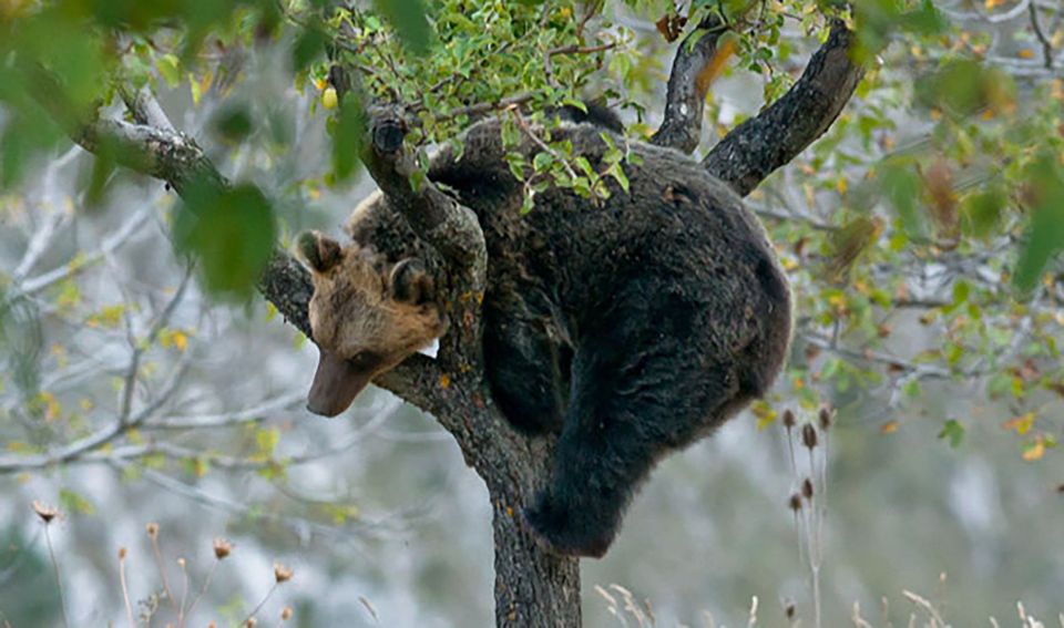 Tuesday Obituary: Amarena