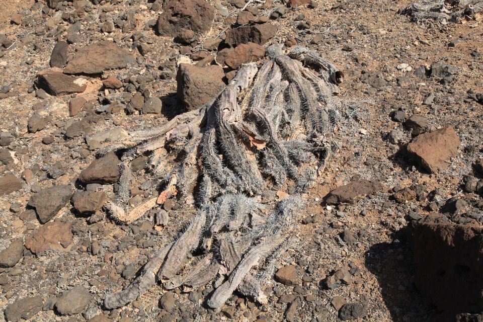 Good Riddance, Summer