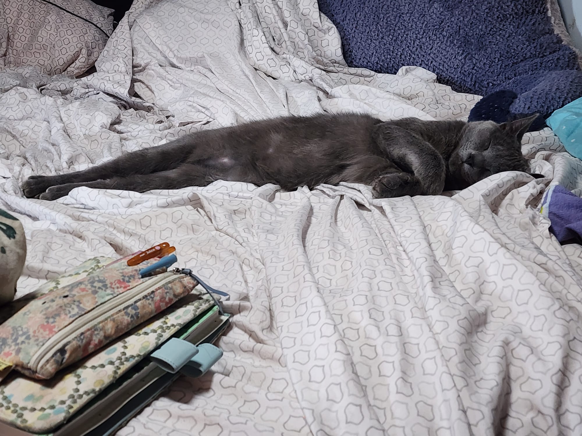 A charcoal gray kitten laying stretched-out on his side sleeping on the bed. The focus of the camera is seemingly on his tummy and he also looks very long from this angle.