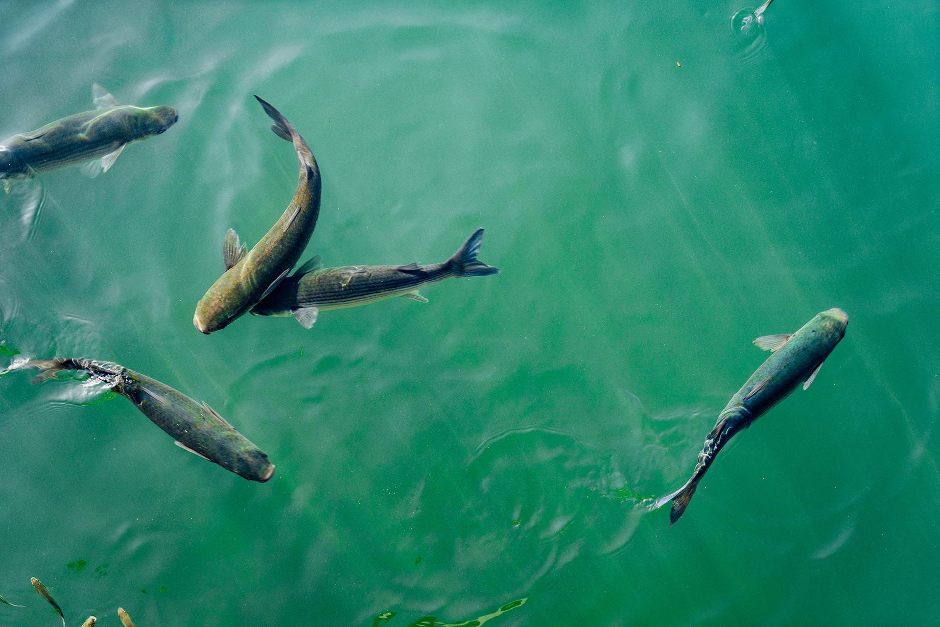 Fish swimming in water