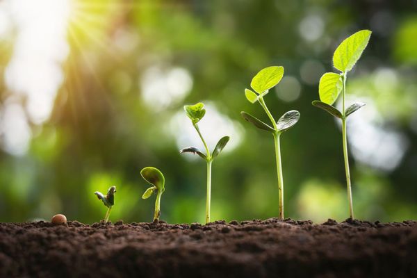 There's a seed on some soil. To its right are a series of small plants, each one getting taller to represent growth.