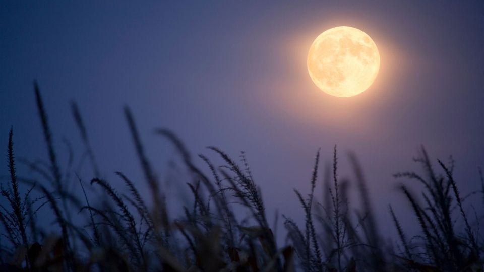 Under the Harvest Full Moon: What We Gather, What We Leave Behind