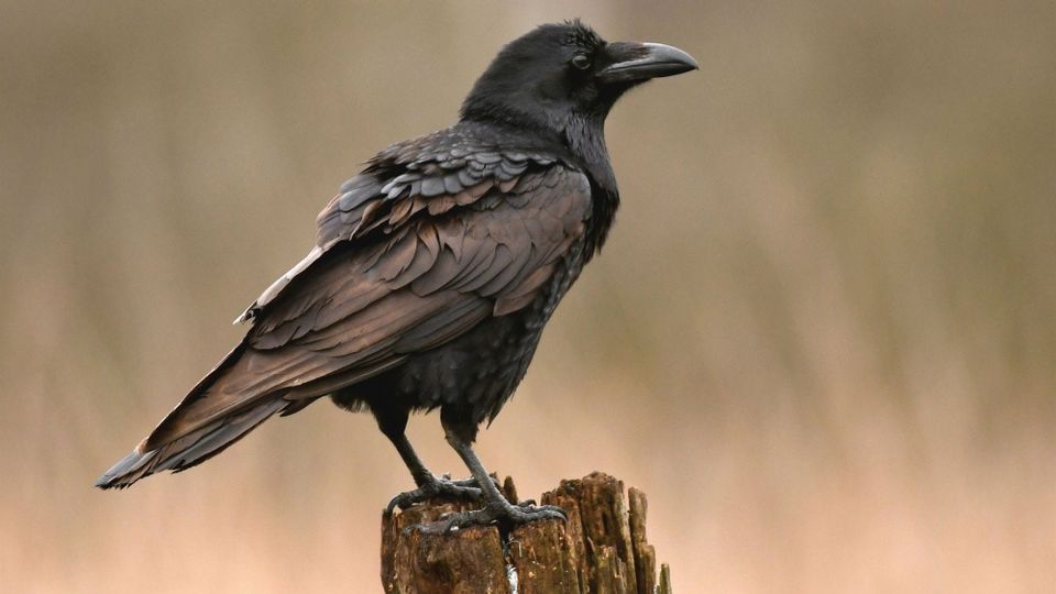 The Animal Messenger Series: The Raven - Messenger of Ancient Wisdom and Sacred Mystery
