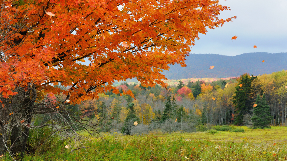 Weather of the Soul Series: Autumn Winds - The Sacred Art of Letting Go