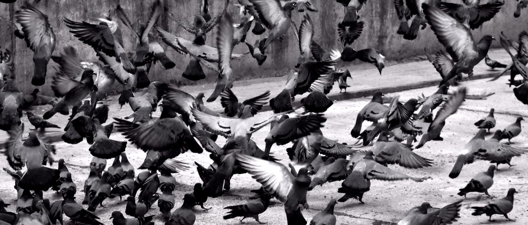 Pigeons flocking.