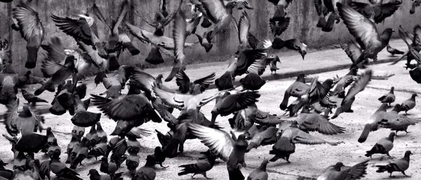 Pigeons flocking.