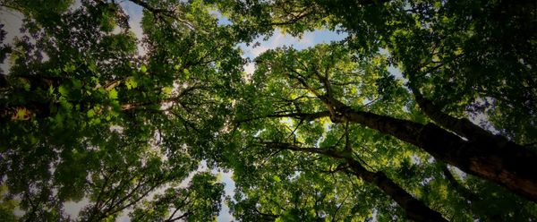 The Woods of Pyramid Drive