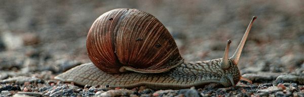 Snail moving as fast as he can.
