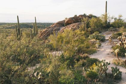 Matt Fitzgerald on Dying to Run: Long COVID, a 100K, and One More Finish