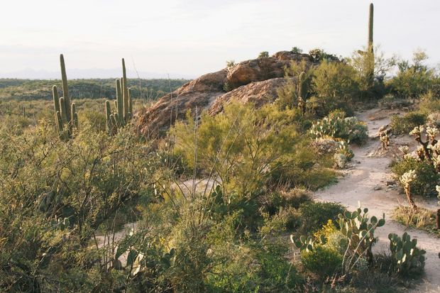 Matt Fitzgerald on Dying to Run: Long COVID, a 100K, and One More Finish