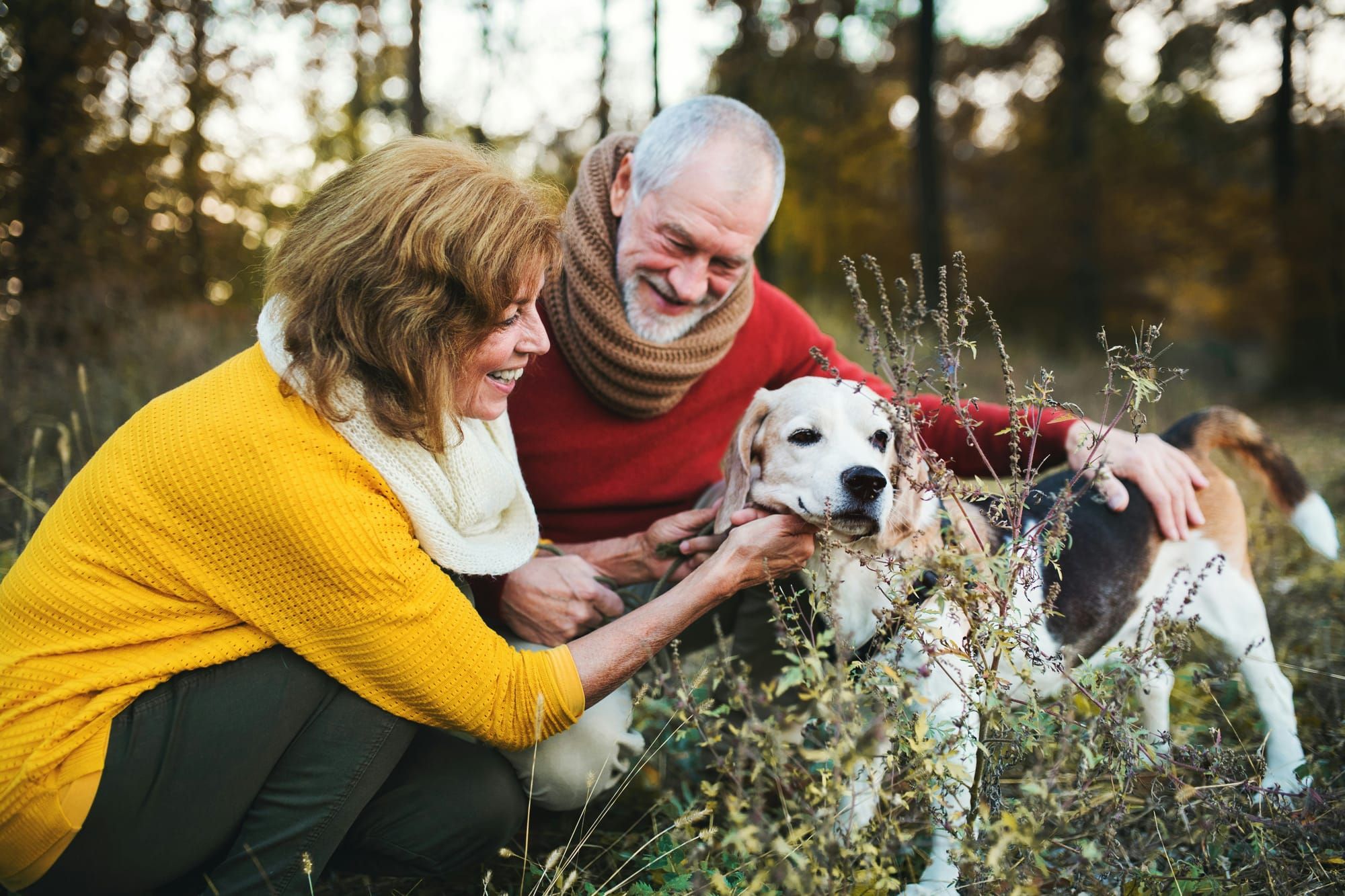 Introducing Pets to a New Carer