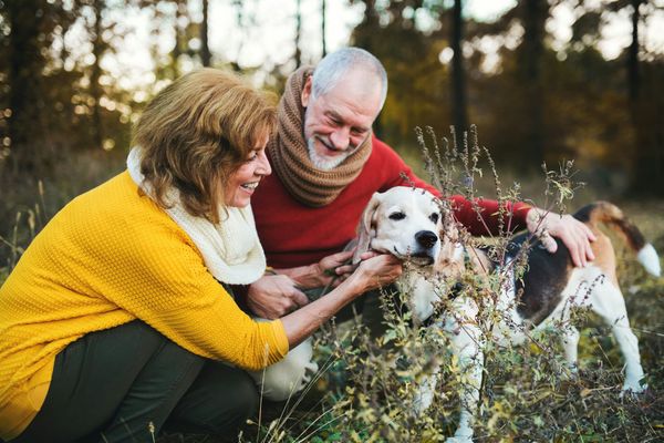 Introducing Pets to a New Carer