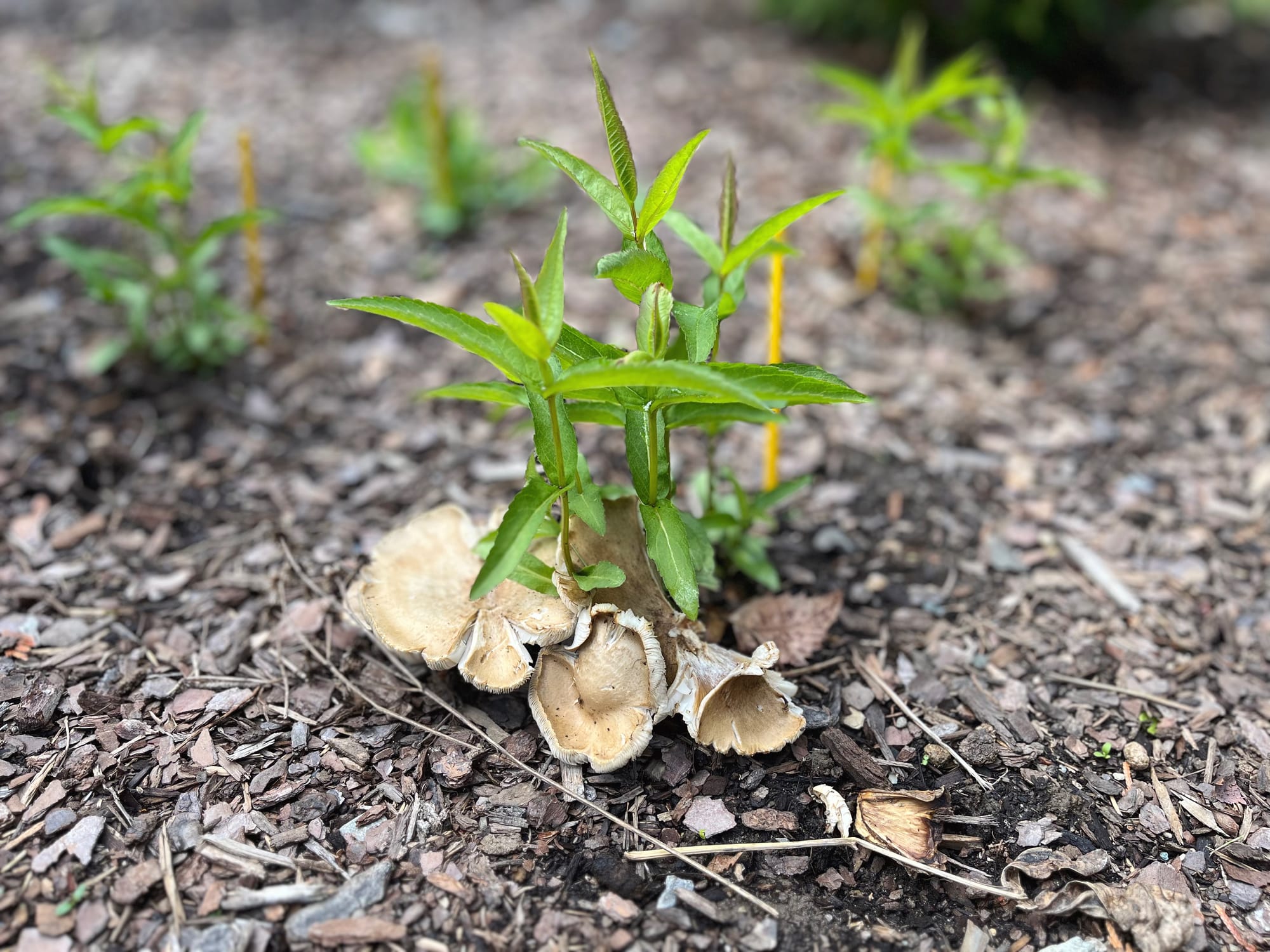 boneset sprouts with mushroom companions