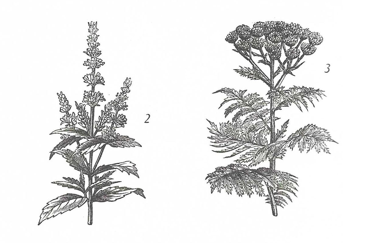 Linking About: Reliable Sources, Medicinal Plants and Sentient Snap Dragons