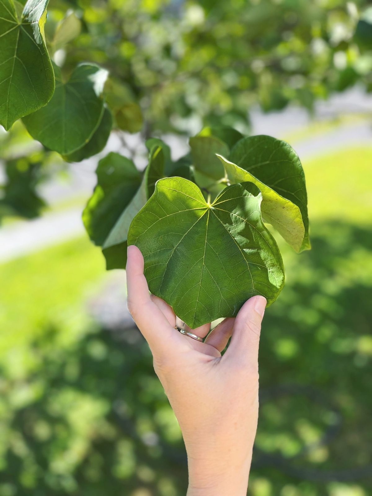 Q for You: Do you talk to plants?