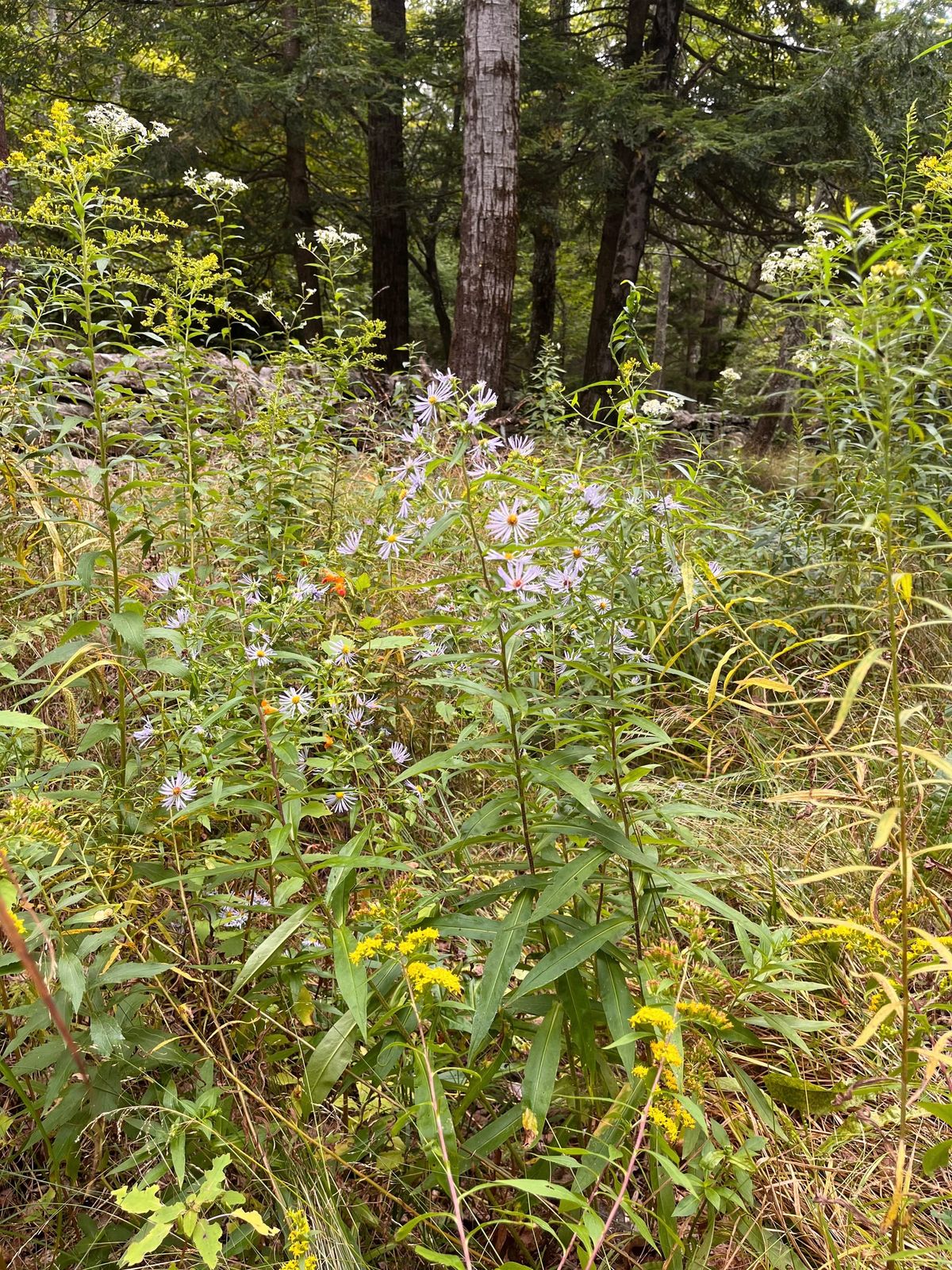 On My List: Keystone plants