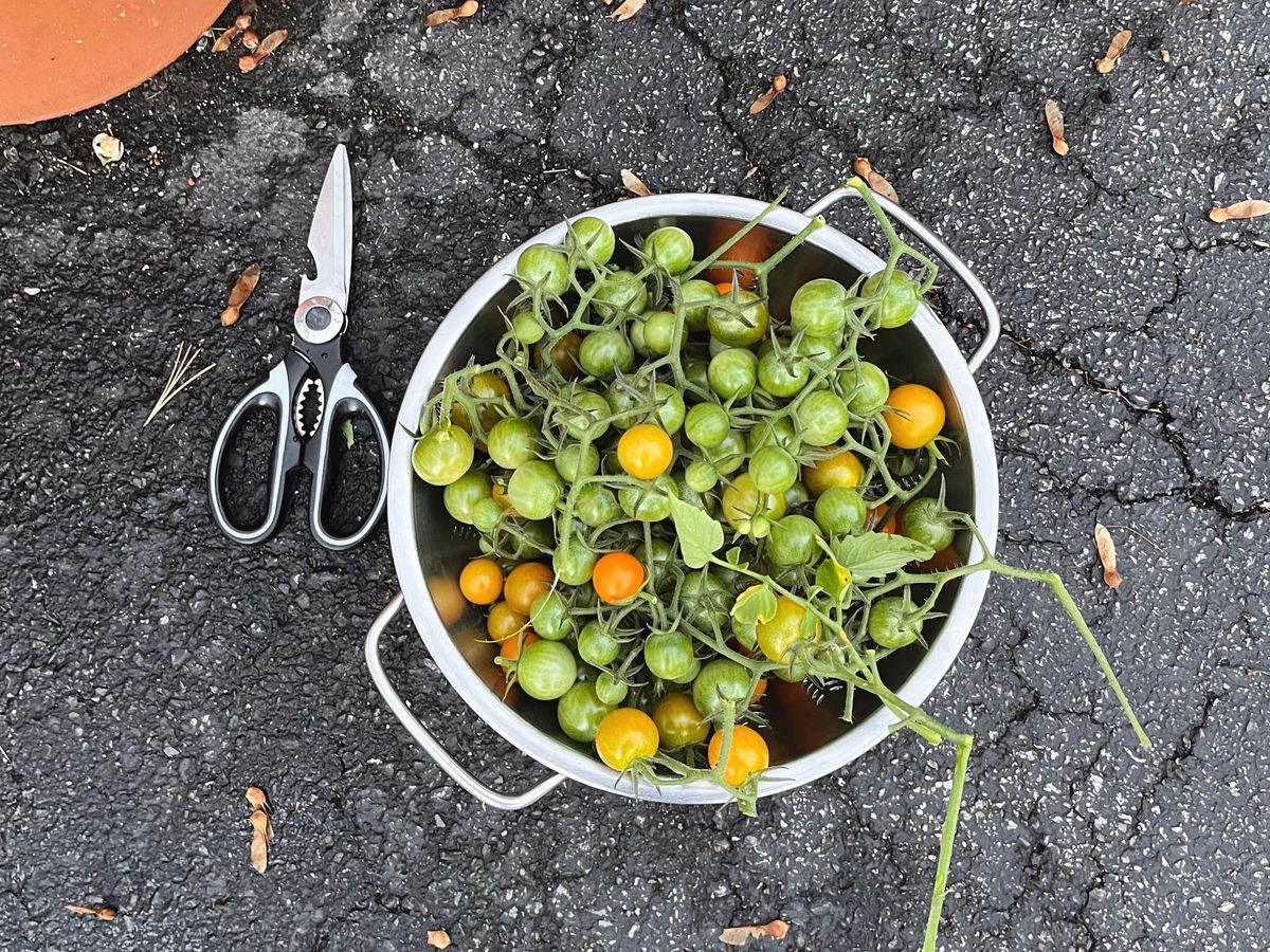 Green Sungold tomatoes in colander