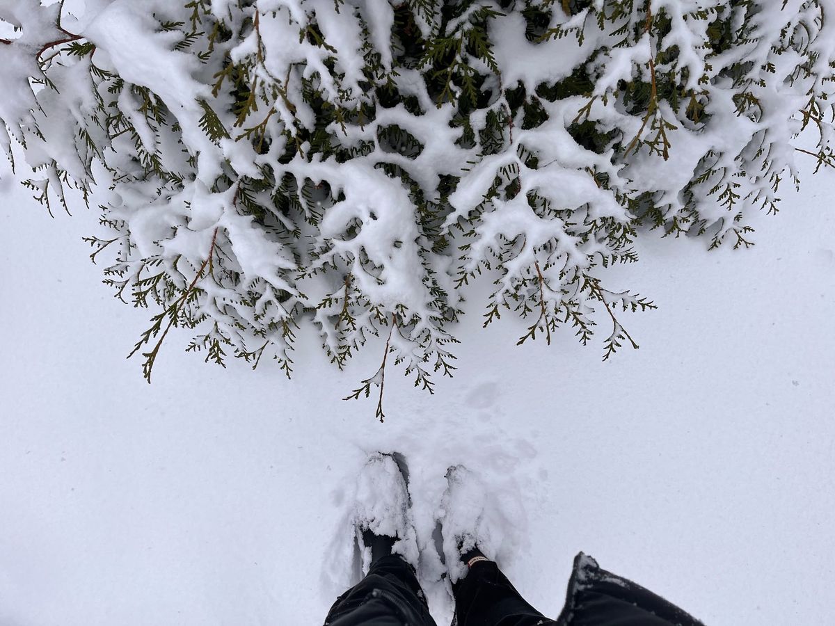 Linking About: Inspiring minds, endangered plants and nature’s torch