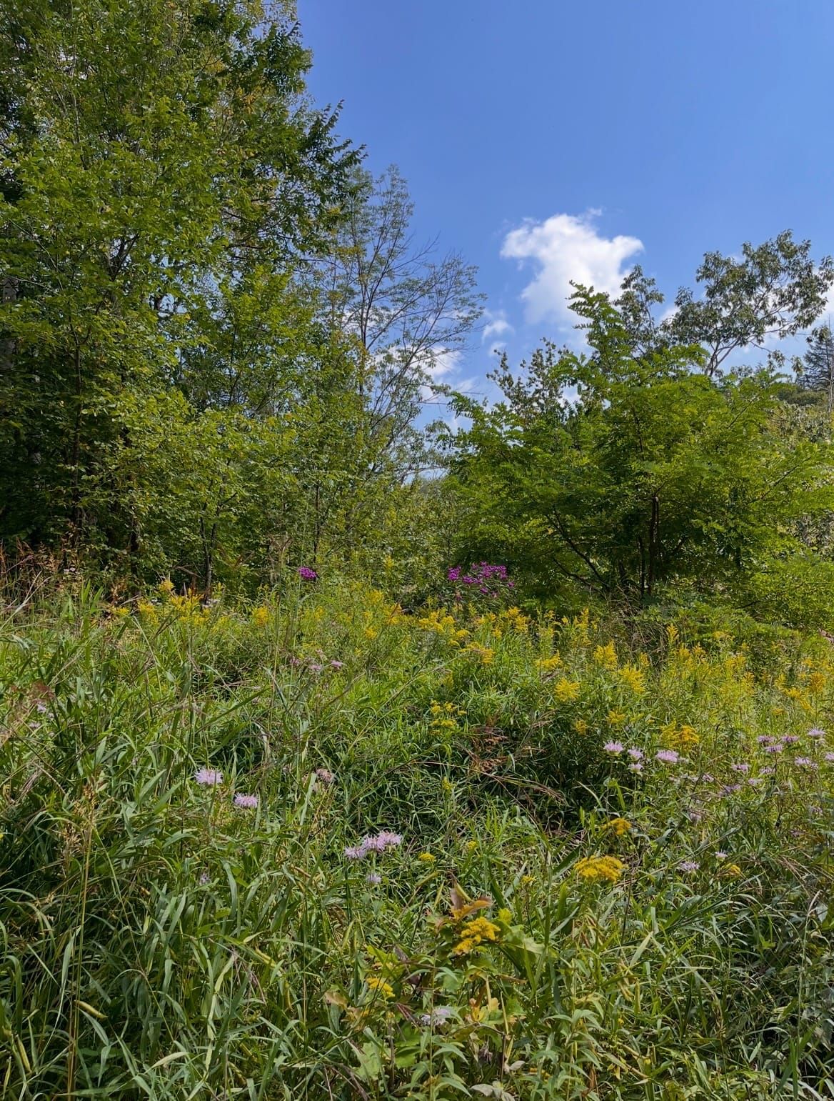 On My List: Weeds and wildflowers