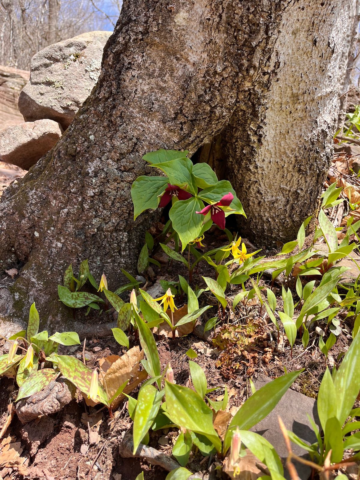 Lilies of the mountain