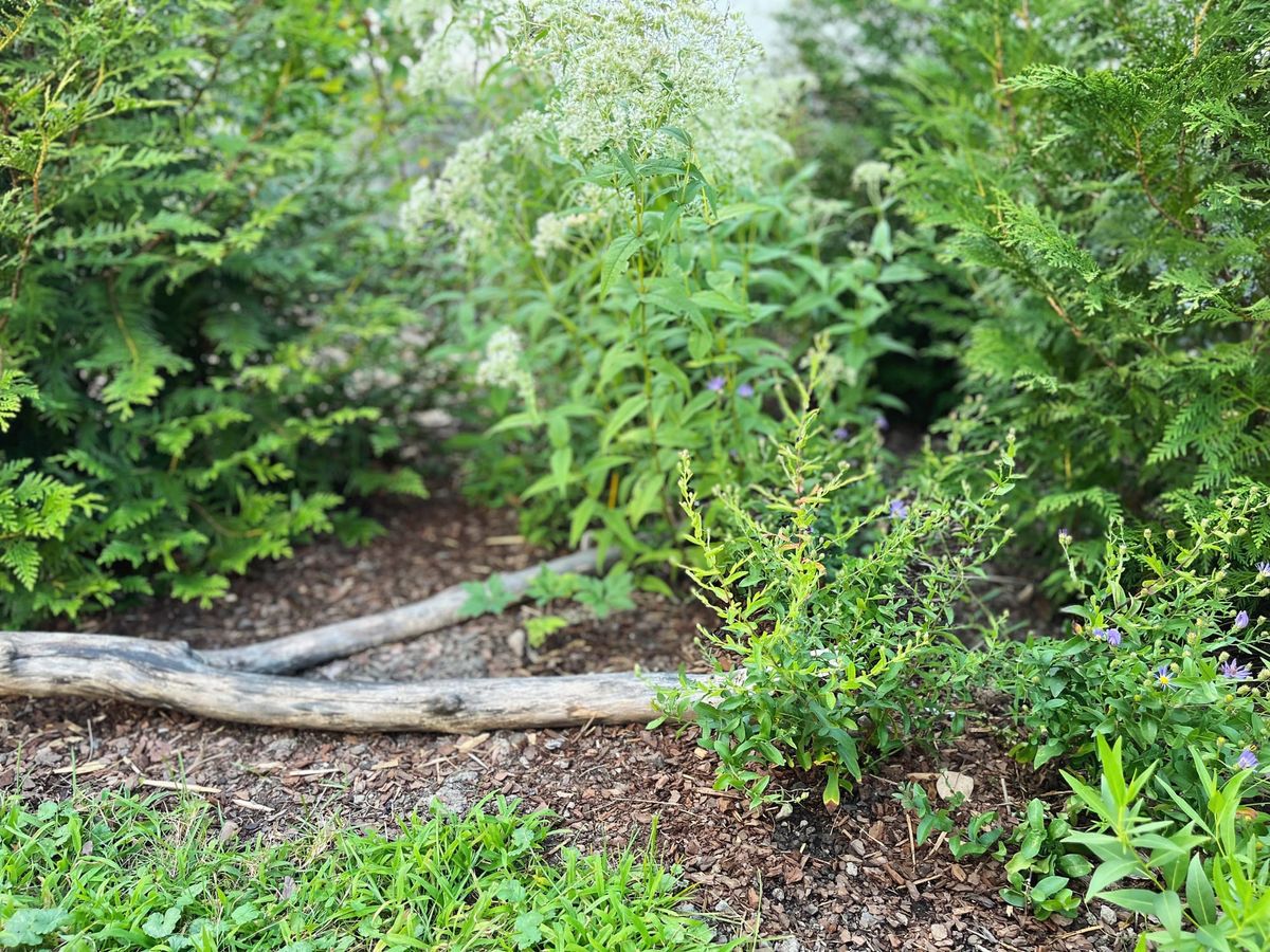 Aug ’26: Garden guests