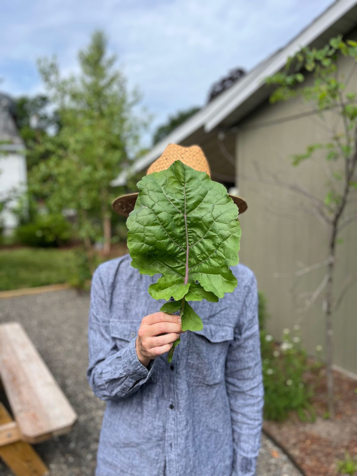 The midseason potager report