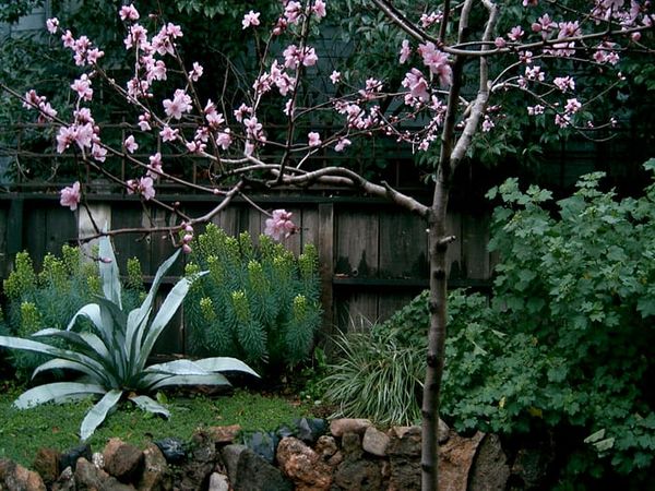 On being a beginning gardener (for the third time)