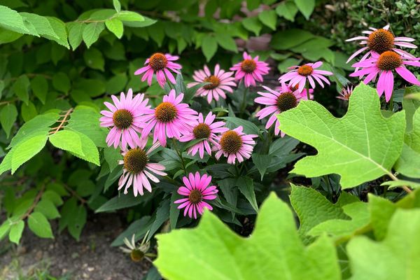 Eastern purple coneflower, Echinacea purpurea ‘Ruby Star’