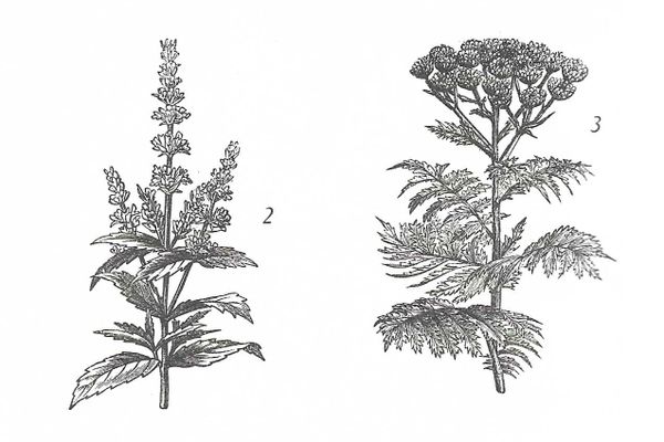 Linking About: Reliable Sources, Medicinal Plants and Sentient Snap Dragons